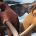 3D 冰河世紀 4：玩轉新大陸 (粵語版)電影圖片3