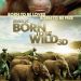 天生愛自由 (3D 粵語版) (Born to be Wild 3D)電影圖片1