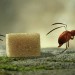 蟲蟲大聯盟：方糖爭霸戰 (3D版) (Minuscule - Valley Of The Lost Ants)電影圖片2