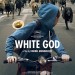 狗眼看人間 (White God)電影圖片1