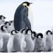 小企鵝大長征2電影圖片 - MOP_5_1500298788.jpg
