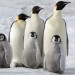 小企鵝大長征2 (March of the Penguins 2: The Call)電影圖片4