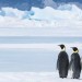 小企鵝大長征2 (March of the Penguins 2: The Call)電影圖片5