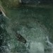 噬逃險鱷 (MX4D版) (Crawl)電影圖片5