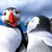 3D 踢躂小企鵝 2 (英語版)電影圖片 - HappyFeet2in3D_19_1321607552.jpg