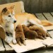 第7日的奇蹟 (7 Days of Himawari & Her Puppies)電影圖片5