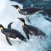 小企鵝大長征2 (March of the Penguins 2: The Call)電影圖片3