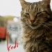 走過貓咪聖地 (Kedi)電影圖片1