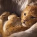 獅子王 (3D 4DX 英語版)電影圖片 - 2_1543024702.jpg