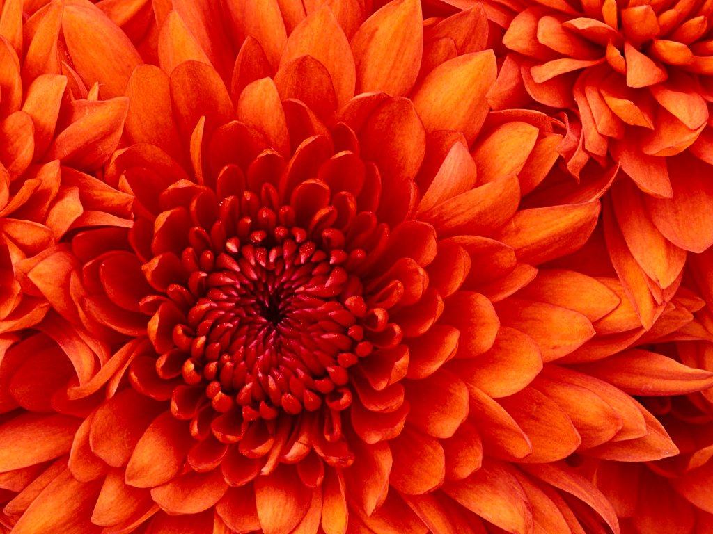 極樂品種電影圖片 - Chrysanthemum_1588780225.jpg