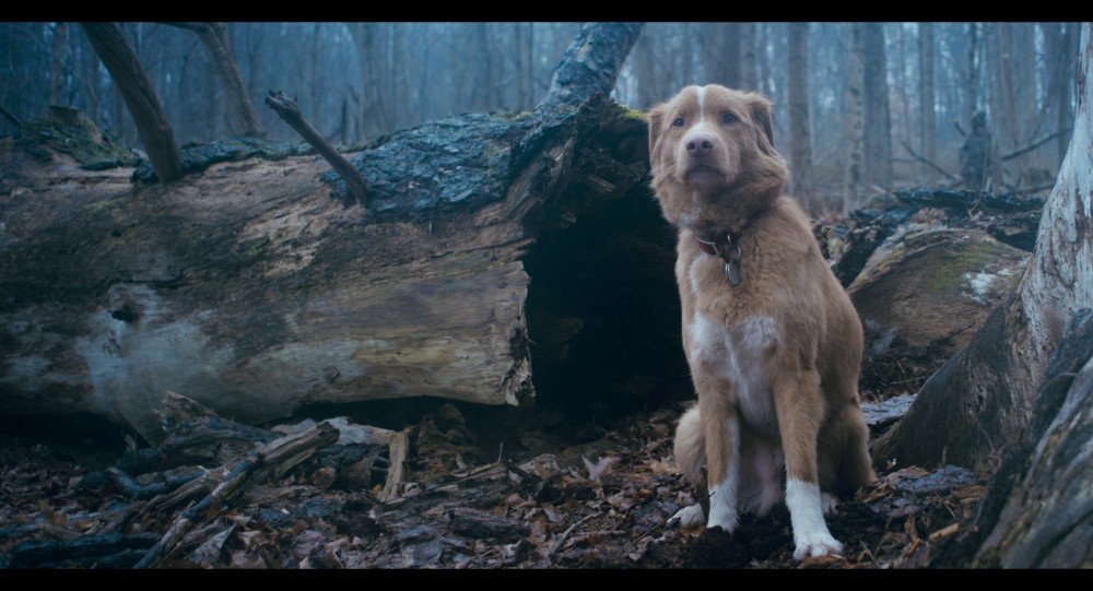 夜汪汪 心慌慌電影圖片 - GOODBOY_STILL.00_16_26_15.Still075_1763041939.jpg