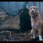 夜汪汪 心慌慌圖片